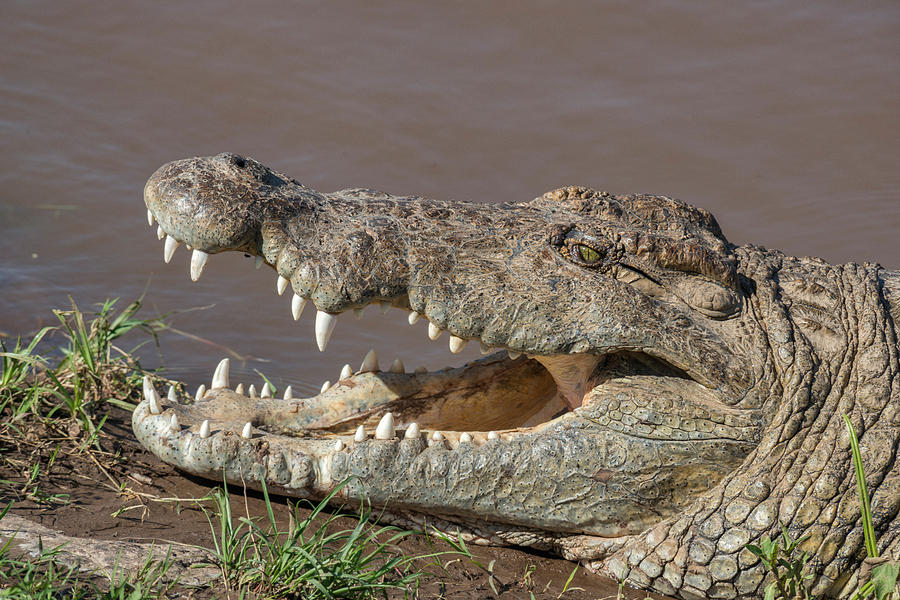 Crocodile With Opened Mouth Photograph by James Steinberg