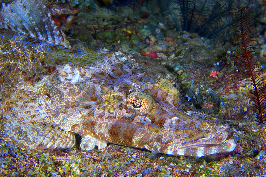Crocodilefish Photograph by Aaron Whittemore