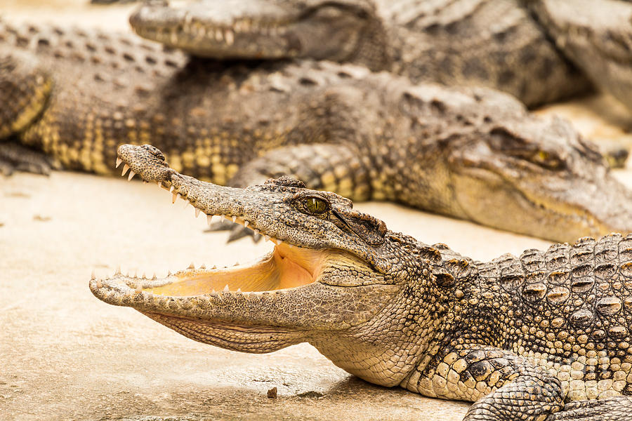 Crocodiles Photograph by Tosporn Preede