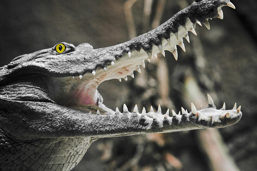 Crocs Shiny Whites Photograph by Rich Collins