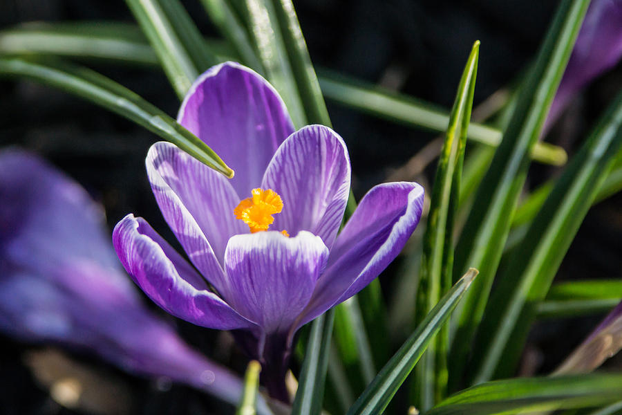 Crocus and Grass Photograph by Photographic Arts And Design Studio