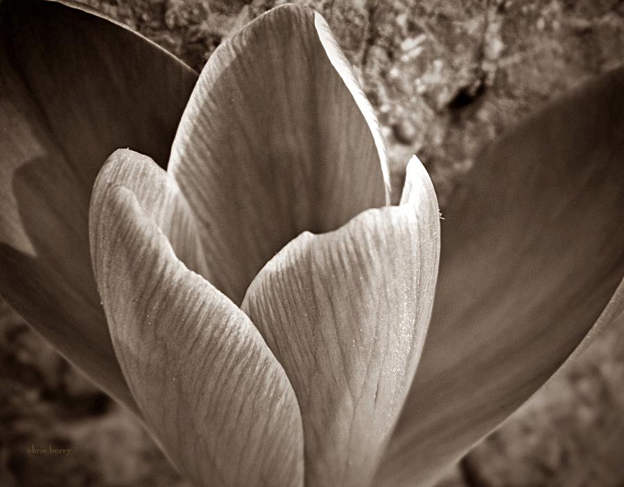 Spring Photograph - Crocus  by Chris Berry