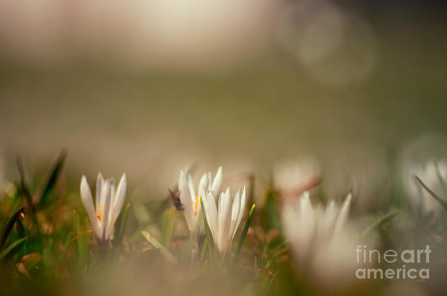 Spring Photograph - Crocus Dream 2 by Sabine Jacobs
