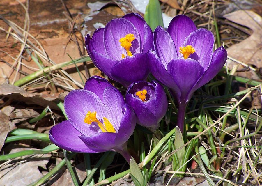 Crocus Family Photograph by Kathleen Luther