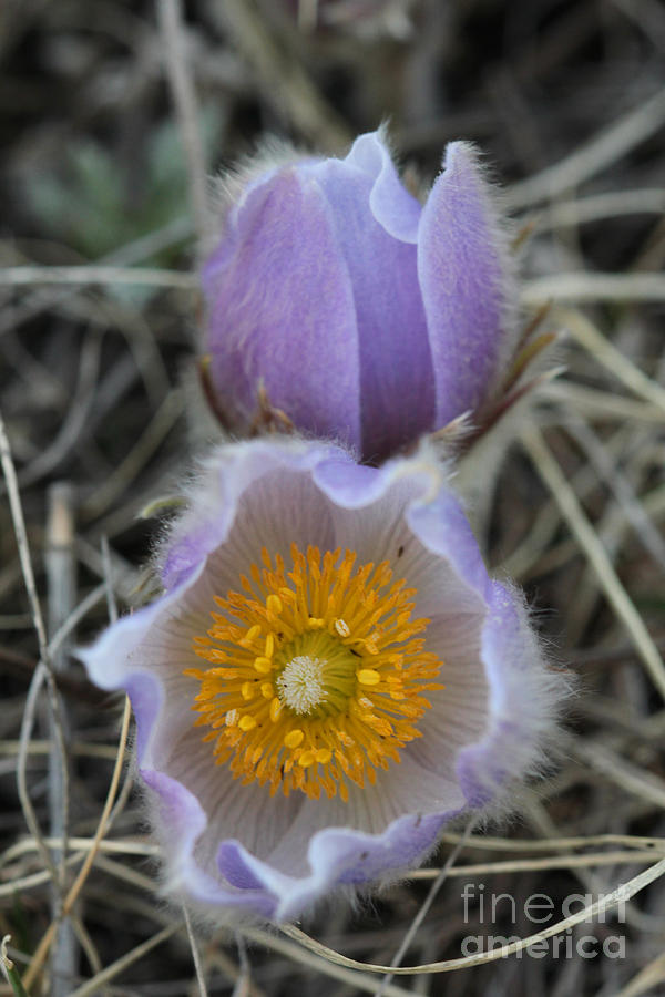 Crocus Flower 2 Photograph by Donna L Munro