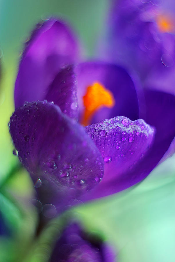 Nature Photograph - Crocus Flower by Anna Aybetova