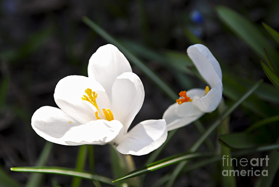 Flower Photograph - Crocus flower basking in sunlight by Elena Elisseeva