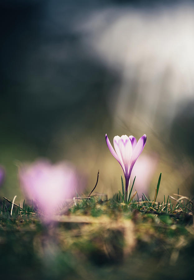 Crocus Flower Illuminated By The Photograph by Borchee
