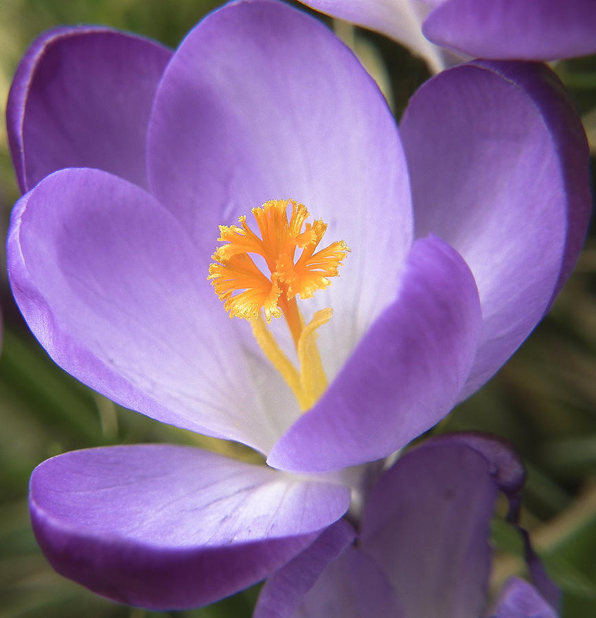 Crocus Flower Photograph by Kevin Lee-Cerrino