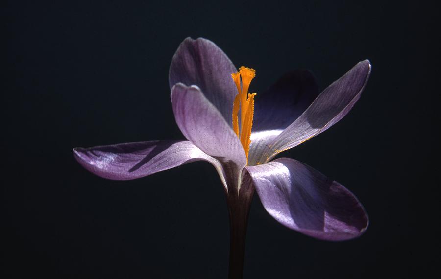 Crocus Flower Photograph by Retro Images Archive