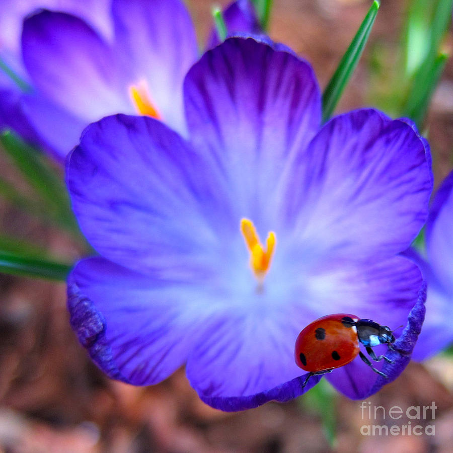Crocus Flower With Ladybug Photograph by Debra Thompson