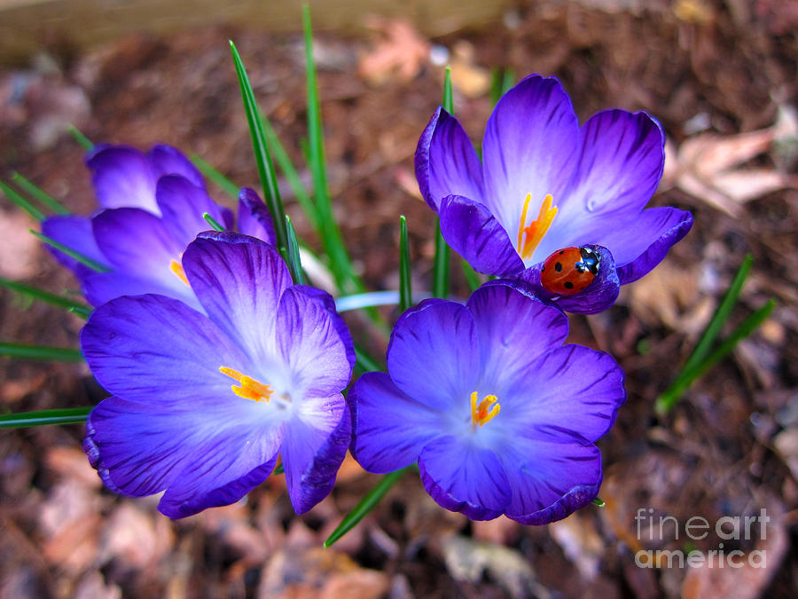 Crocus Flowers and Ladybug Photograph by Debra Thompson