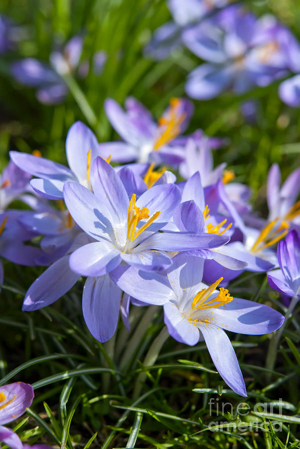 Spring Photograph - Crocus Flowers by Design Windmill