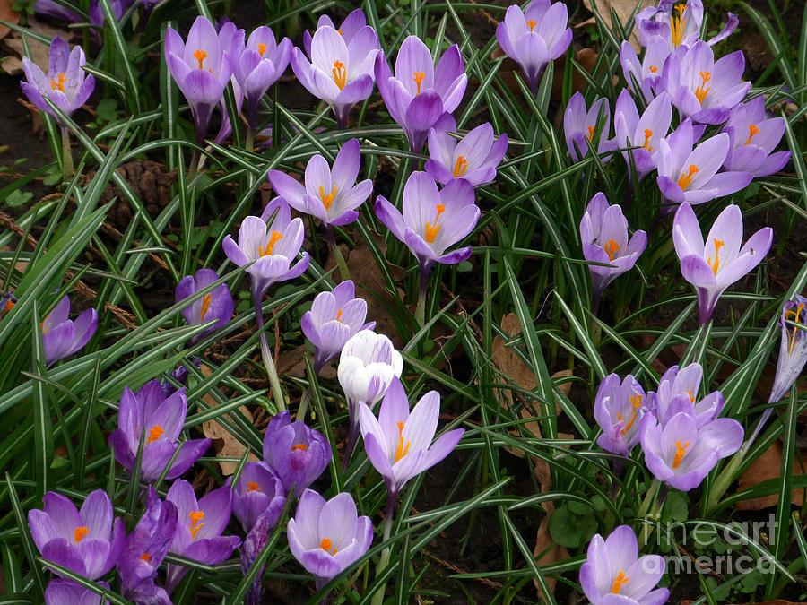 Crocus Flowers - Early Spring Photograph by Phil Banks