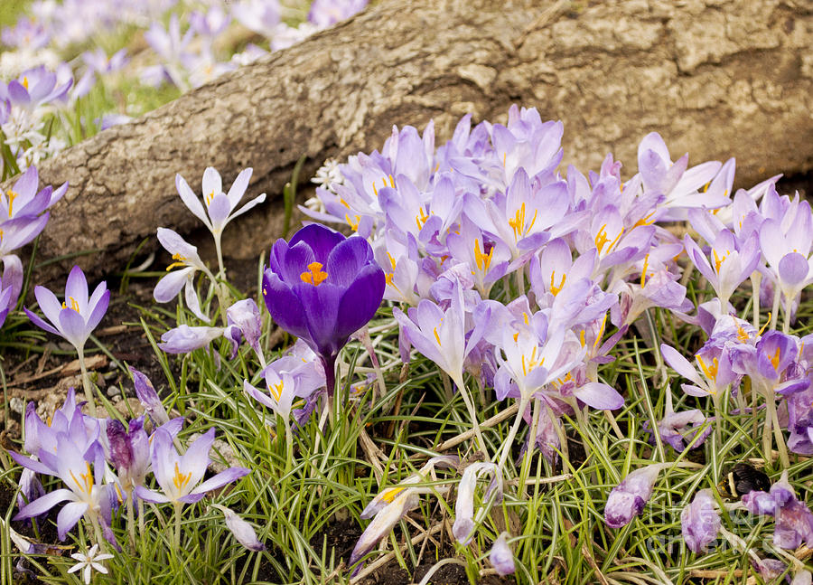 Spring Photograph - Crocus Garden in Spring by Maria Janicki