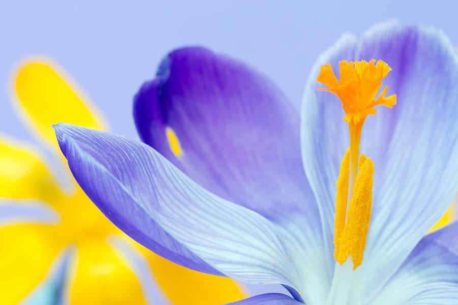 Beauty In Nature Photograph - Crocus by Gillian Dernie Beauty In Nature Photograph - Crocus by Gillian Dernie