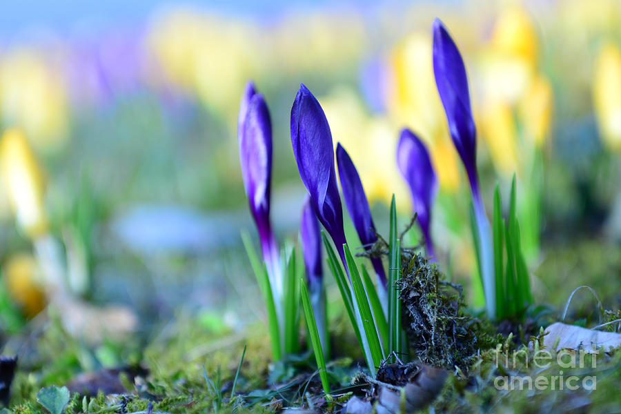 Crocus Photograph by Hannes Cmarits