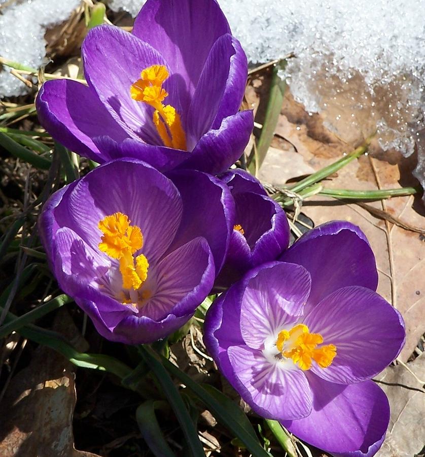 Crocus in Snow Photograph by Kathleen Luther
