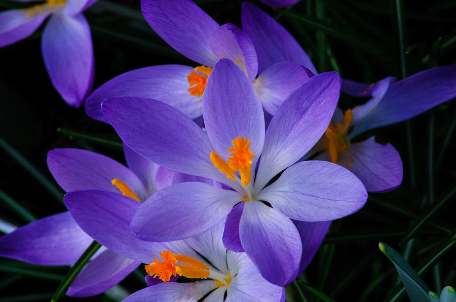 Spring Photograph - Crocus in Spring 2013 by Tikvahs Hope