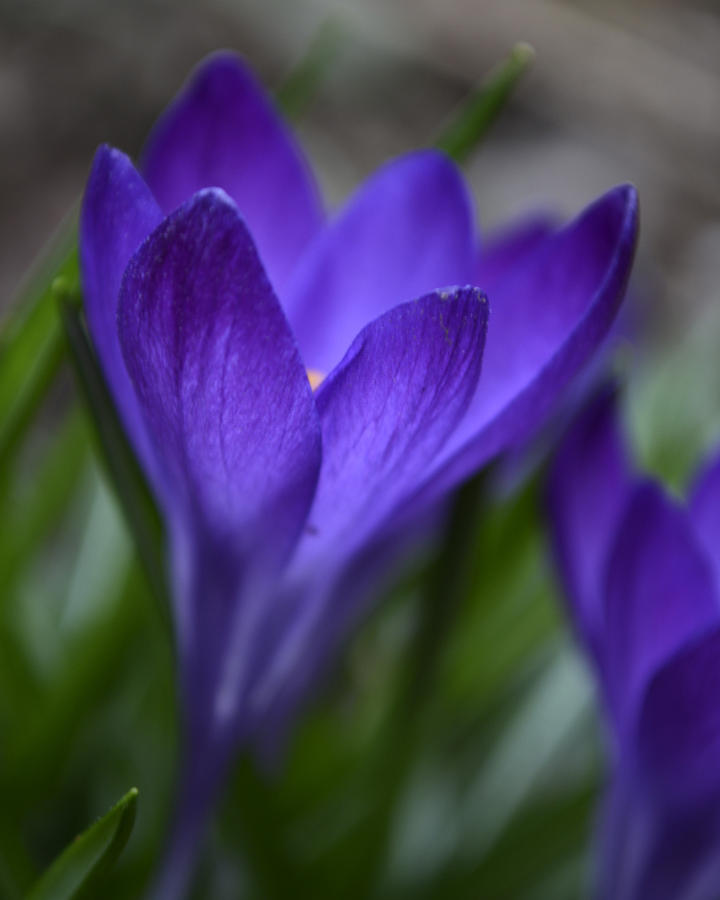Crocus in the Evening Photograph by Forest Floor Photography