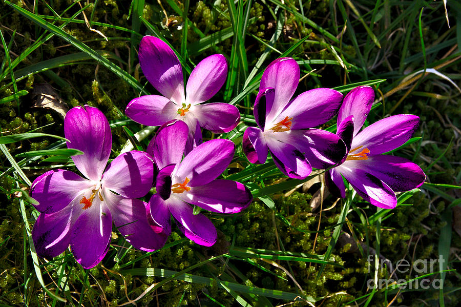 Spring Photograph - Crocus in the Grass by Jeremy Hayden