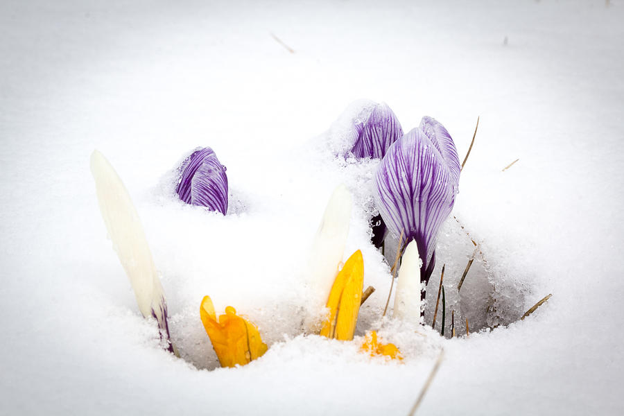 Crocus in the snow Photograph by Nick Mares