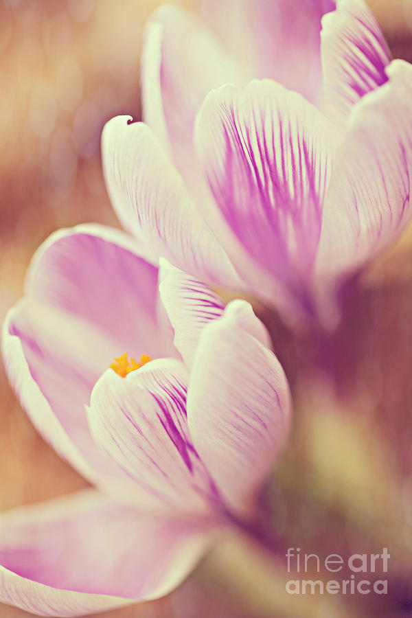 Spring Photograph - Crocus by Kim Fearheiley