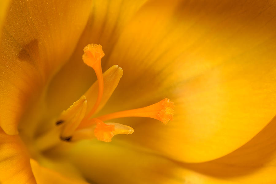 Flowers Still Life Photograph - Crocus by Mark Johnson