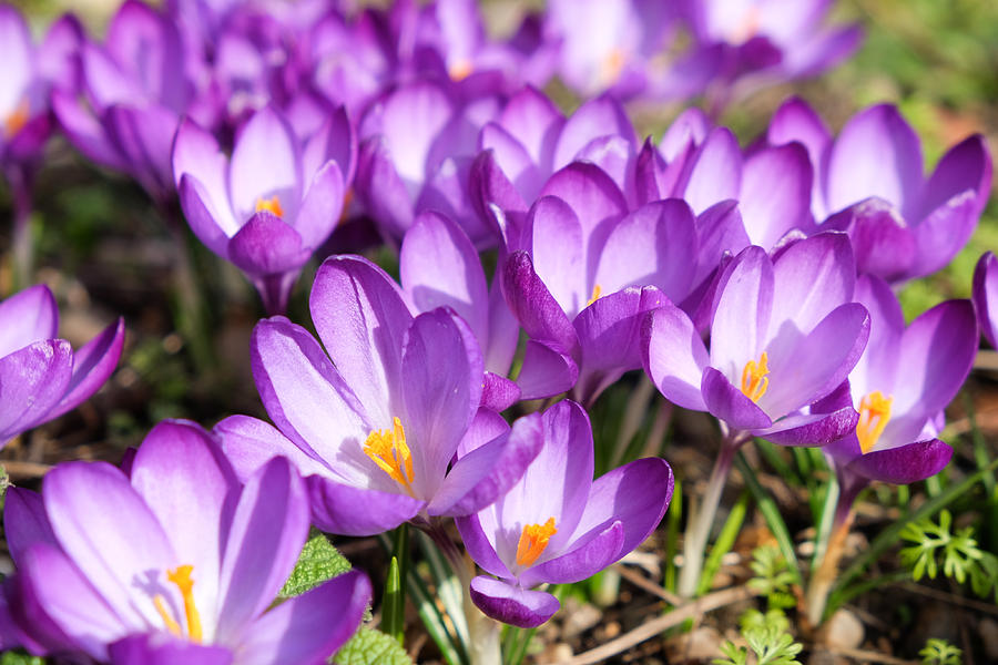 Nature Photograph - Crocus by Mark Severn