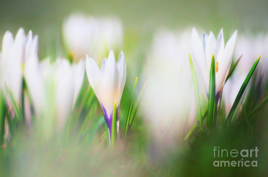 Spring Photograph - Crocus Meadow 3 by Sabine Jacobs
