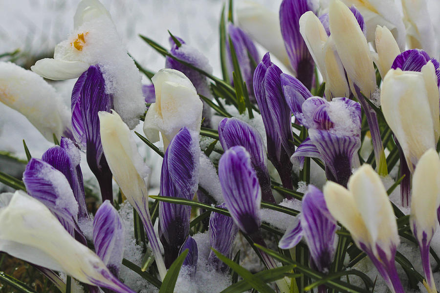 Crocus Photograph by Nick Mares