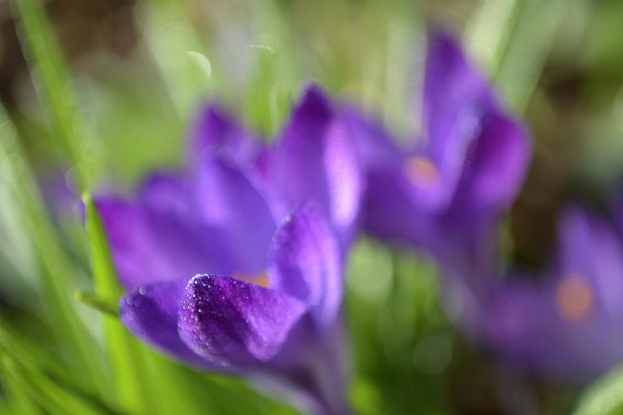 Crocus Petal and Raindrops Photograph by Forest Floor Photography