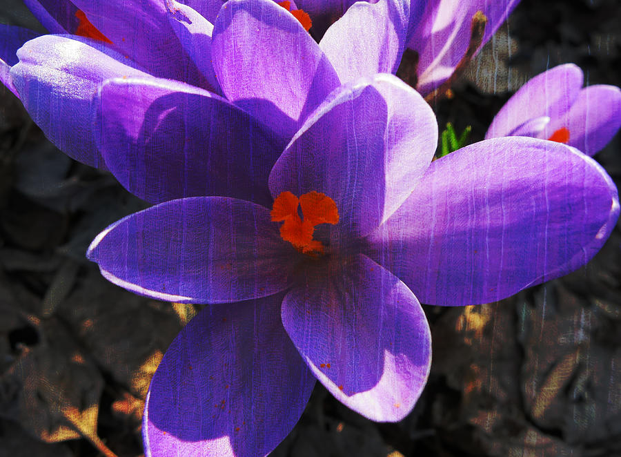 Crocus Purple and Orange Photograph by Patricia Januszkiewicz