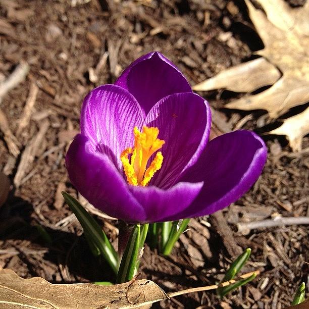 Spring Photograph - #crocus #purple #nofilter #spring by Teresa Mucha