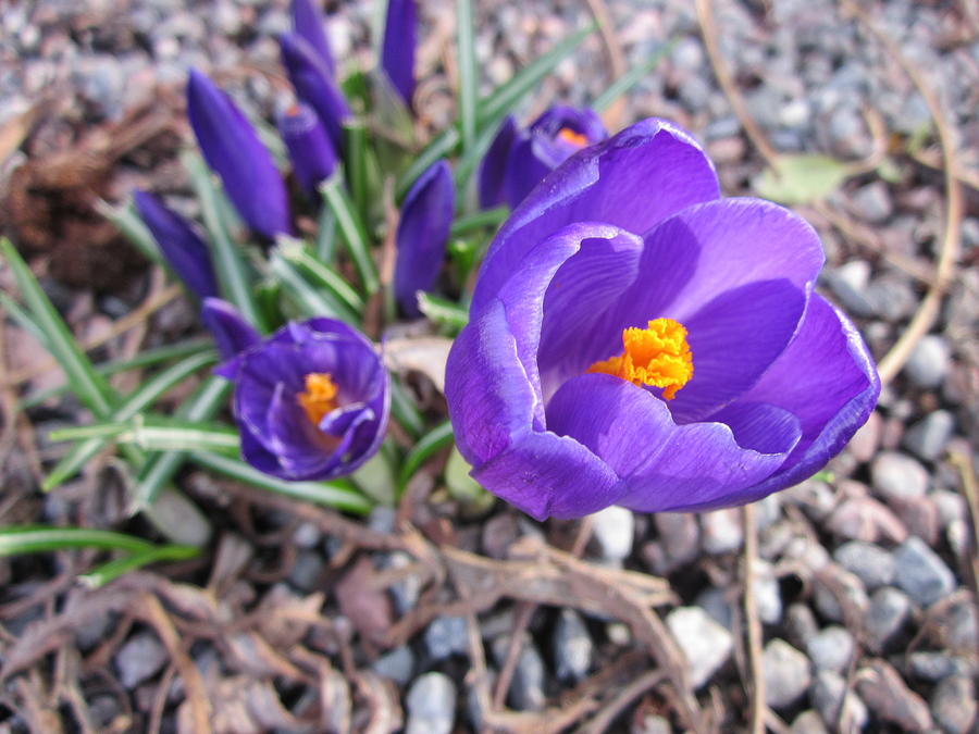 Crocus sativus Photograph by Rosita Larsson