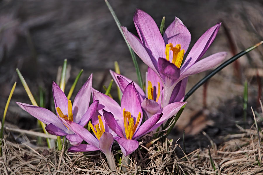 Crocus Time Photograph by Theo OConnor