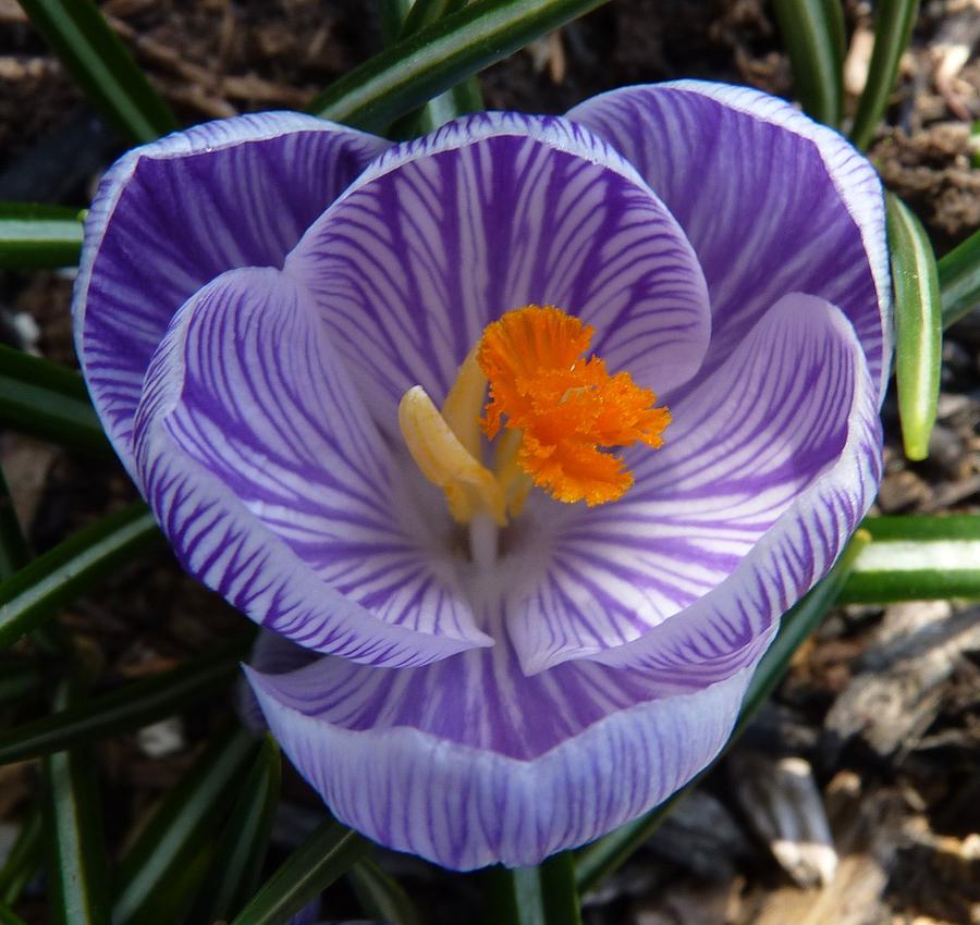 Crocus Upclose Photograph by Jeanette Oberholtzer