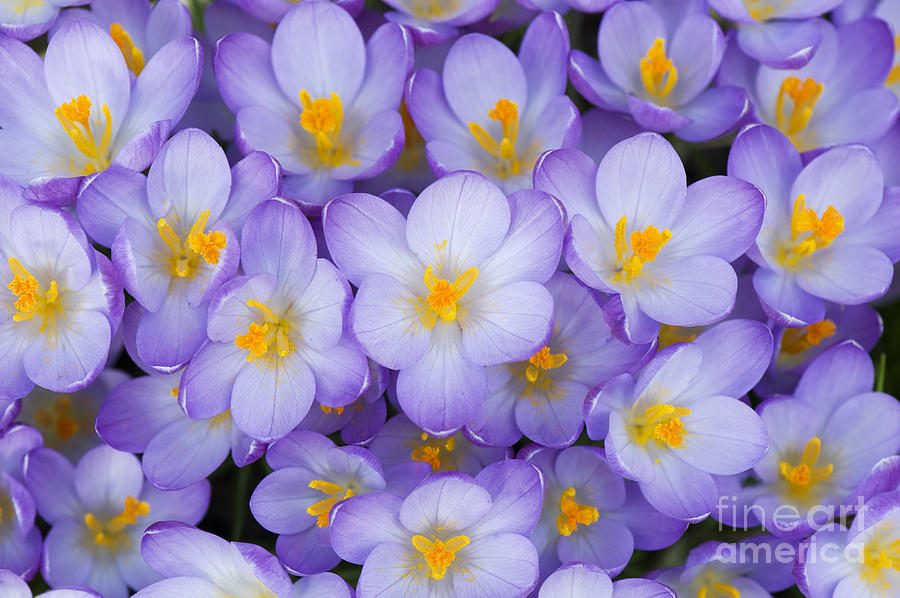 Spring Photograph - Crocus Vernus Queen of the Blues  by Tim Gainey