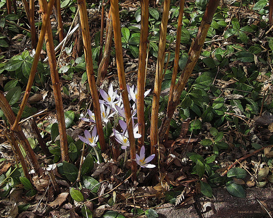 Crocuses and Raspberry Canes Photograph by Donald S Hall