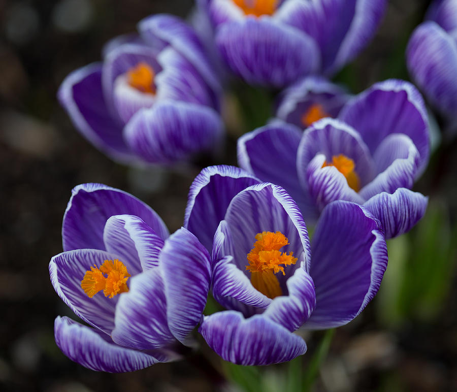 Flower Photograph - Crocuses by Angie Vogel