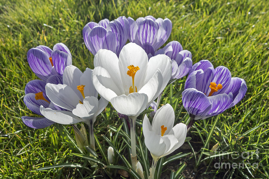 Crocuses Photograph by Arterra Picture Library