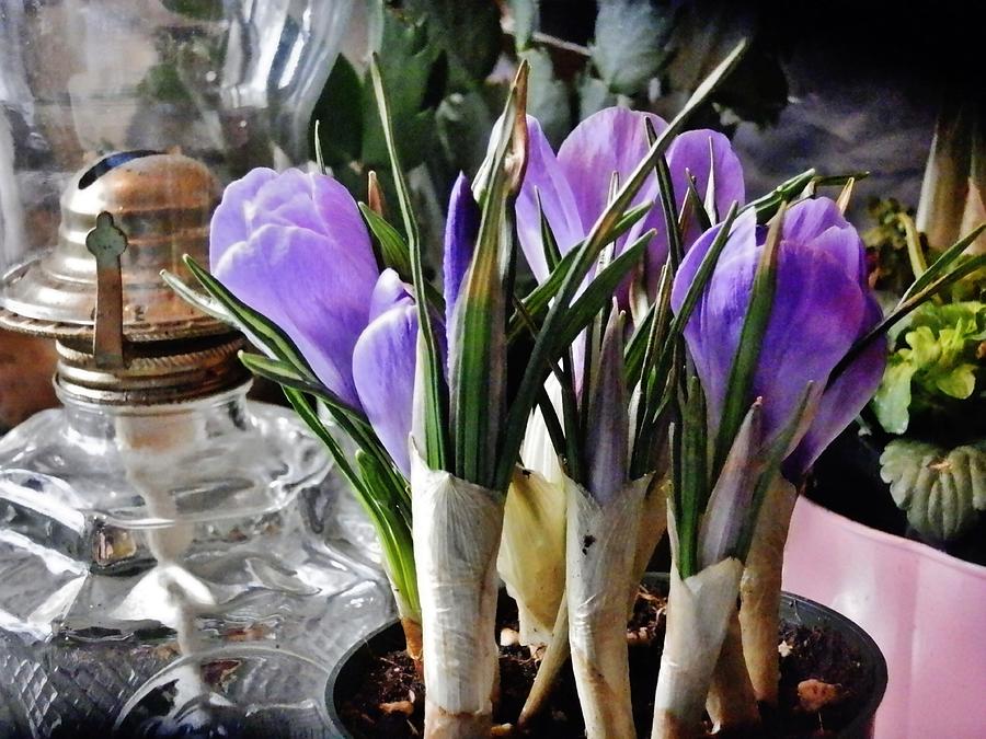 Crocuses at the Table Photograph by VLee Watson