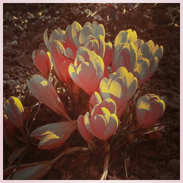 Flower Photograph - #crocuses #crocus #flowers #floral by Linandara Linandara