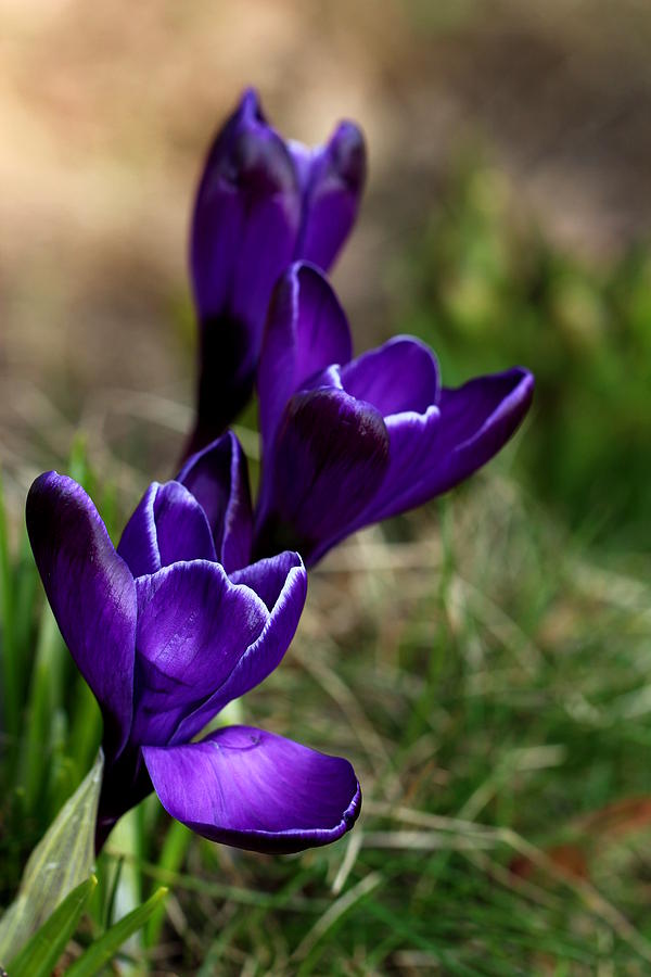 Spring Photograph - Crocuses by Heike Hultsch