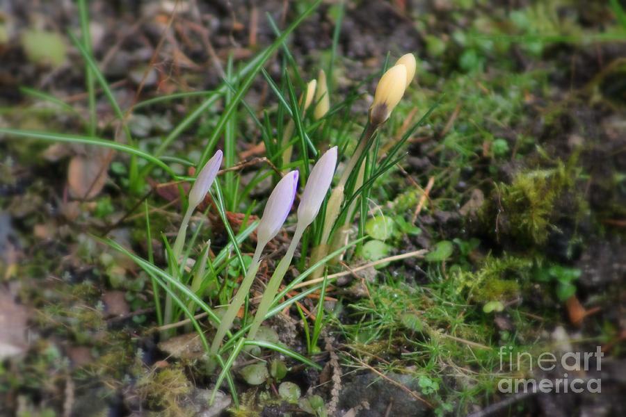 Crocuses In Bud Photograph by Leone Lund