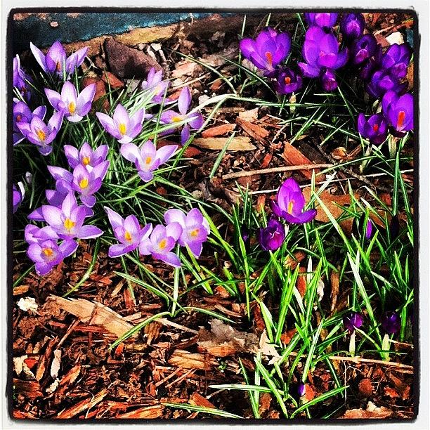 Crocuses In Our Side Garden Photograph by A R