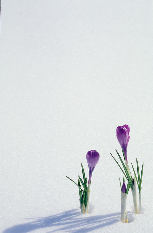 Crocuses In The Snow Photograph by Anonymous Crocuses In The Snow Photograph by Anonymous