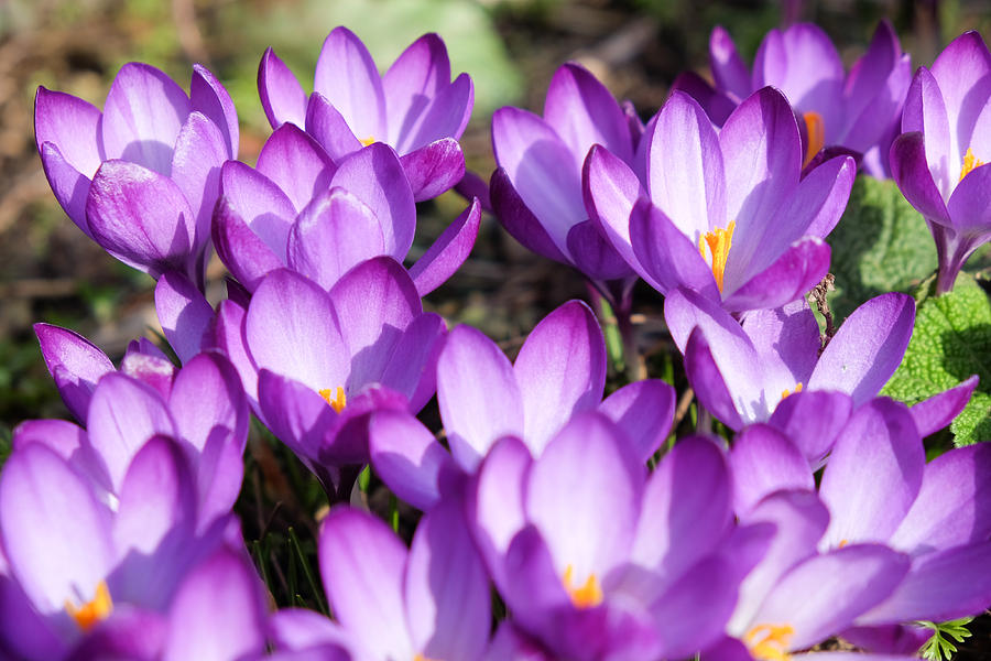 Nature Photograph - Crocuses by Mark Severn