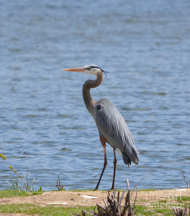 Crook Neck Heron Photograph by Ruth Housley