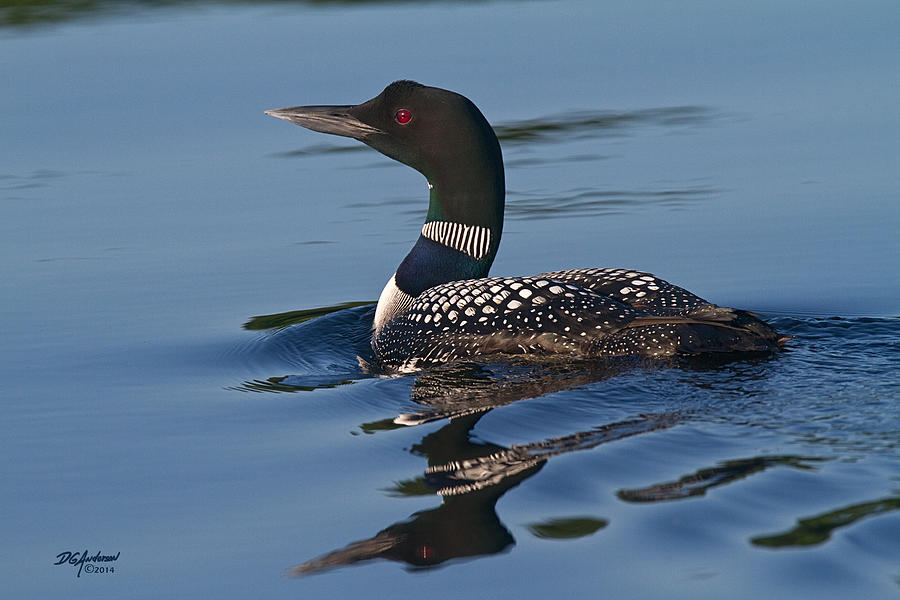 Crooked Lake Loon Photograph by Don Anderson